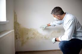 Trusted Taylor Creek, OH Mold Removal & Remediation Experts